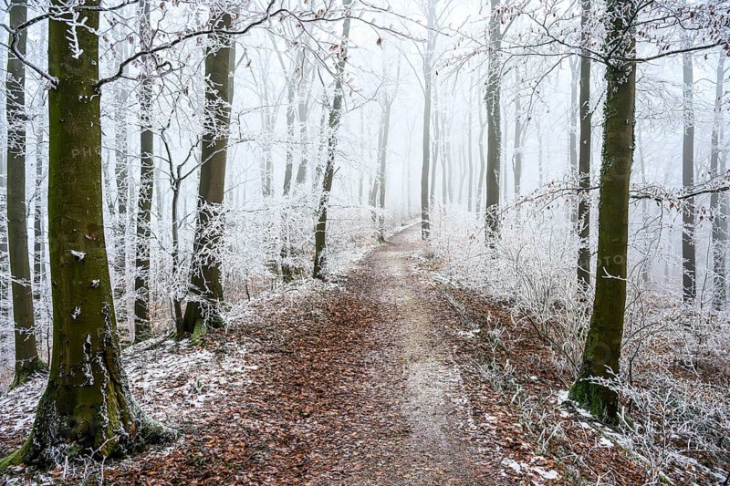 A winter forest trail with fog and frost on the trees, which creates a quiet and mystical atmosphere on the Hermannsweg hiking trail, Steinegge, Dissen am Teutoburger Wald, Lower Saxony, Germany