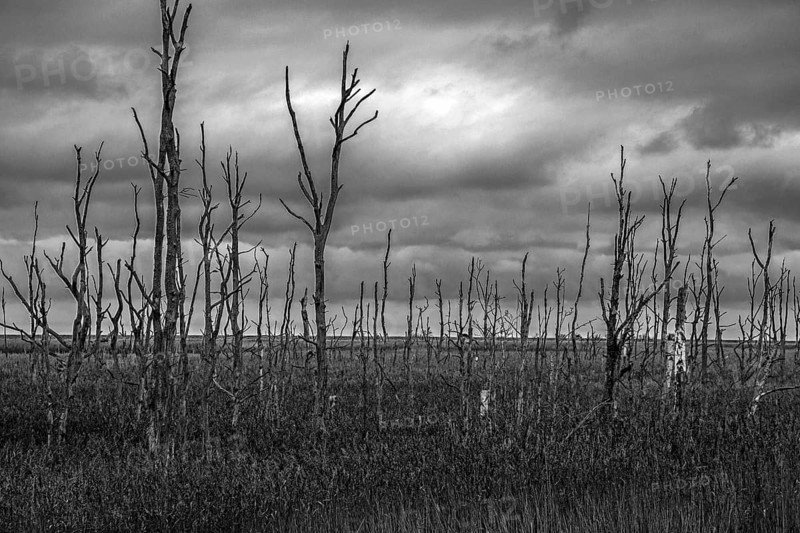Dead trees, black and white photo, Osterwald, Zingst, Fischland-Darß-Zingst, Western Pomerania Lagoon Area National Park, Mecklenburg-Western Pomerania, Germany