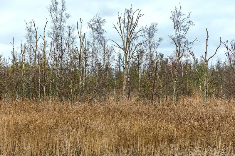 Dead trees, reeds in front, Osterwald, Zingst, Fischland-Darß-Zingst, Western Pomerania Lagoon Area National Park, Mecklenburg-Western Pomerania, Germany