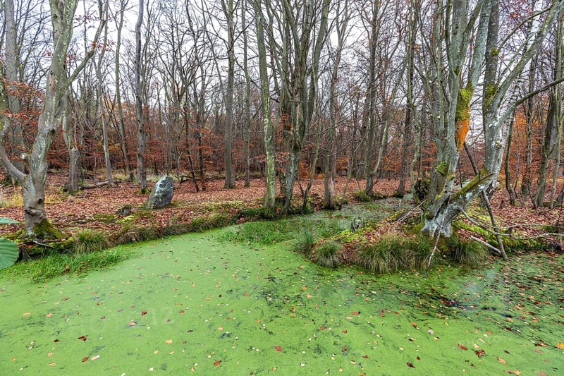 Moorland with trees, foreground stream with duckweed (Lemna), Osterwald, Zingst, Fischland-Darß-Zingst, Vorpommersche Boddenlandschaft National Park, Mecklenburg-Western Pomerania, Germany