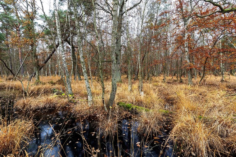 Moorland with trees in Osterwald, Zingst, Fischland-Darß-Zingst, Western Pomerania Lagoon Area National Park, Mecklenburg-Western Pomerania, Germany