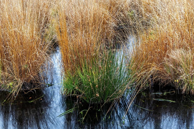 Gradbüschel in moor landscape in Osterwald, Zingst, Fischland-Darß-Zingst, Western Pomerania Lagoon Area National Park, Mecklenburg-Western Pomerania, Germany