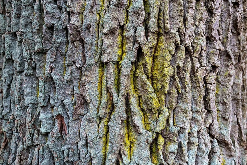 Heavily furrowed tree bark, Osterwald, Zingst, Fischland-Darß-Zingst, Western Pomerania Lagoon Area National Park, Mecklenburg-Western Pomerania, Germany