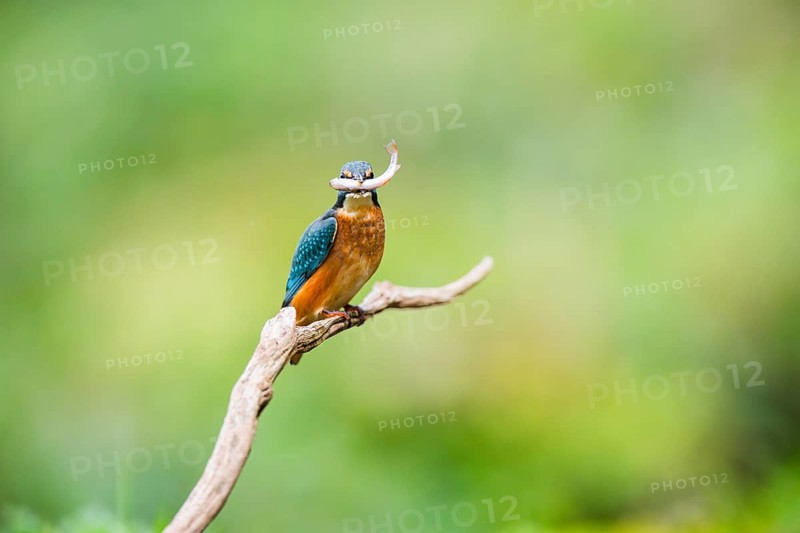 Common kingfisher (Alcedo atthis) sitting on an old wooden branch eating his fresh cought fish in late summer, wildife, Bavaria, Germany