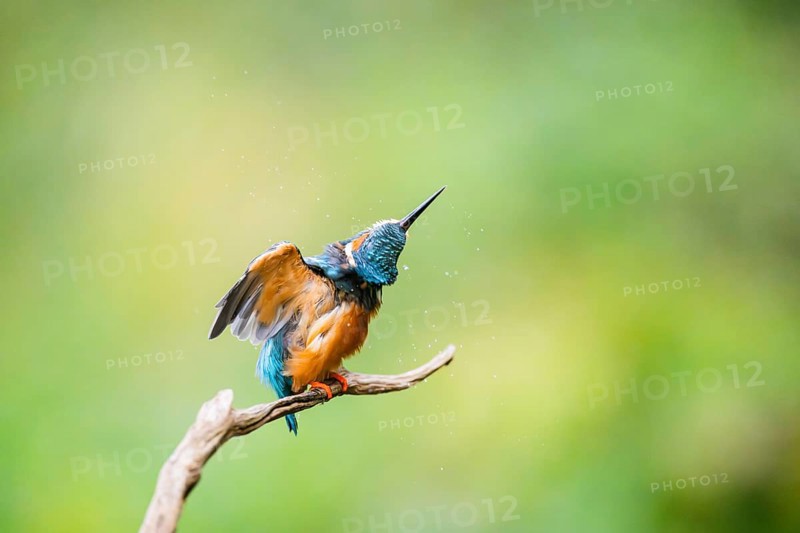 Common kingfisher (Alcedo atthis) sitting on an old wooden branch shaking its body in late summer, wildife, Bavaria, Germany
