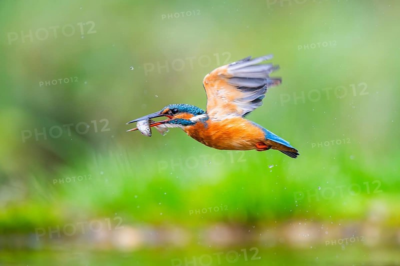 Common kingfisher (Alcedo atthis) flying out of the water with a fresh cought fish in his beak in late summer, wildife, Bavaria, Germany