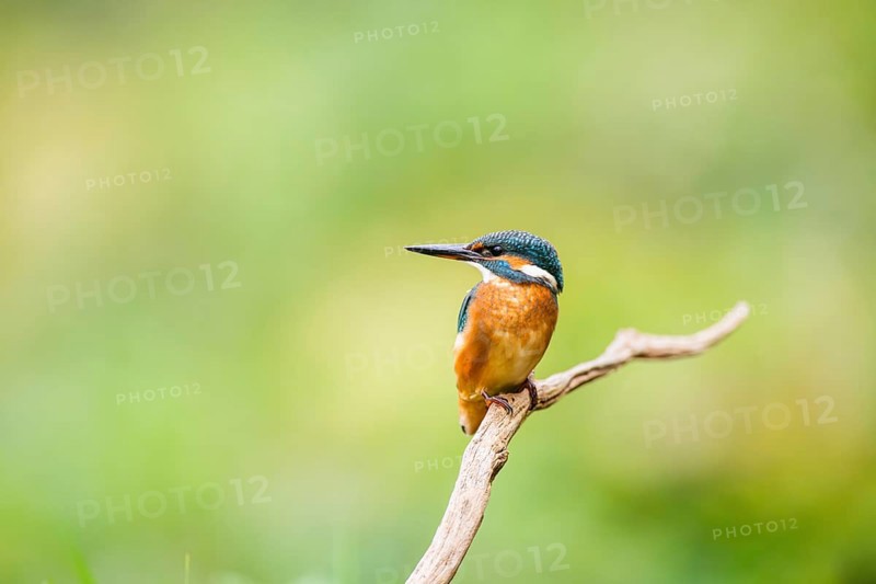 Common kingfisher (Alcedo atthis) sitting on an old wooden branch in late summer, wildife, Bavaria, Germany