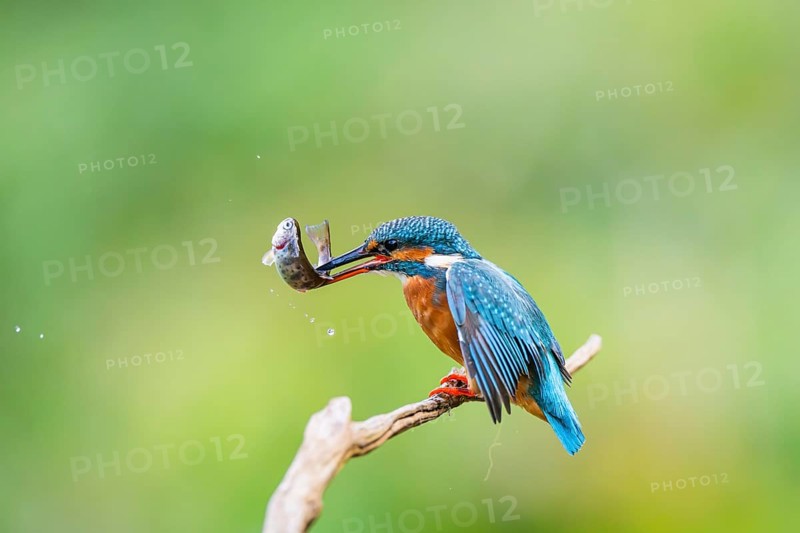 Common kingfisher (Alcedo atthis) sitting on an old wooden branch eating his fresh cought fish in late summer, wildife, Bavaria, Germany