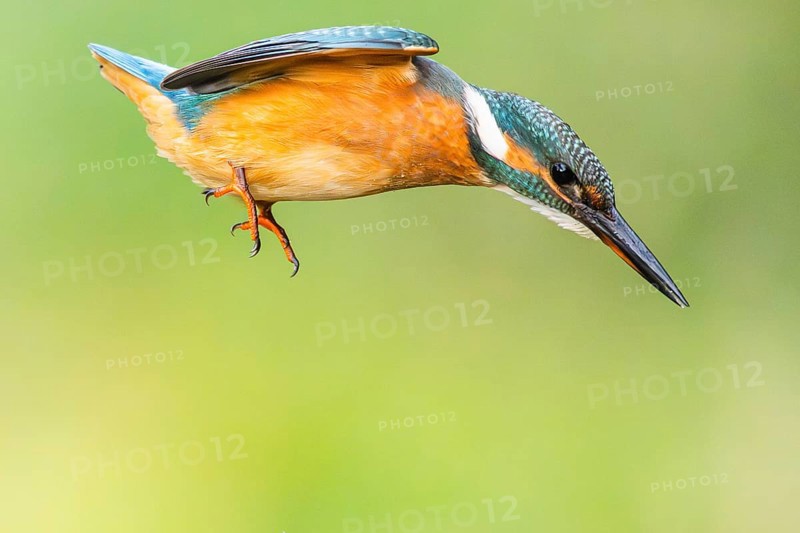Common kingfisher (Alcedo atthis) flying into the water hunting for fish in late summer, wildife, Bavaria, Germany