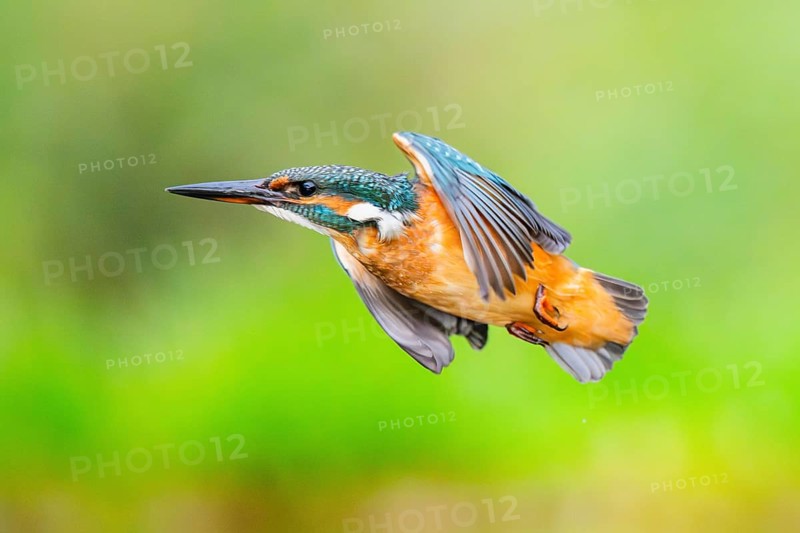 Common kingfisher (Alcedo atthis), flying, wildife, Bavaria, Germany