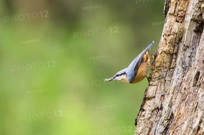 Eurasian nuthatch (Sitta europaea) sitting on an old wrotten tree trunk at a swamp, Bavaria, Germany