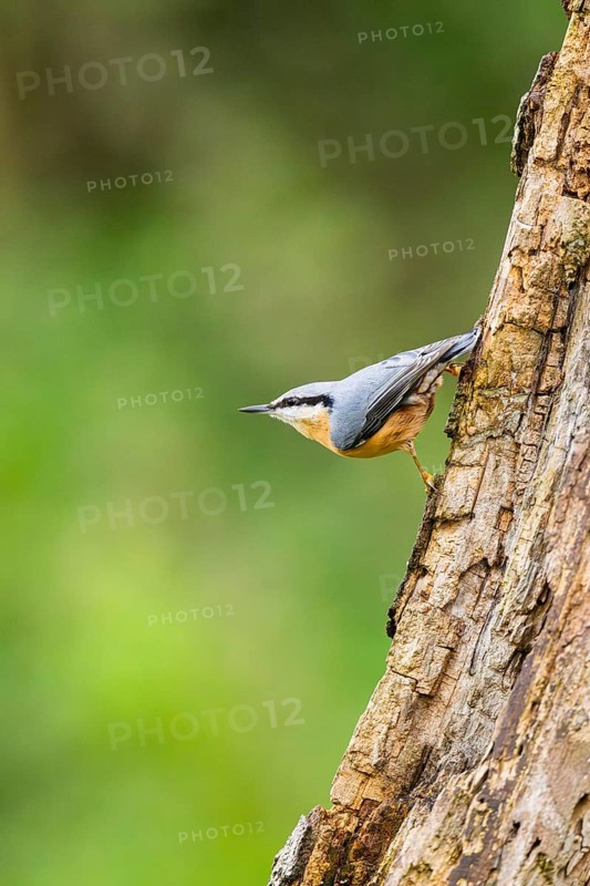 Eurasian nuthatch (Sitta europaea) sitting on an old wrotten tree trunk at a swamp, Bavaria, Germany