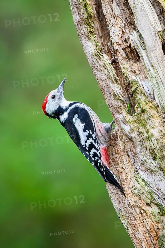 Middle spotted woodpecker (Dendrocoptes medius) sitting on an old wrotten tree trunk in late summer, Bavaria, Germany