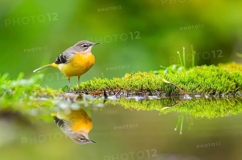 Grey Wagtail (Motacilla cinerea) hunting at a little lake in a swamp, wildlife, Germany