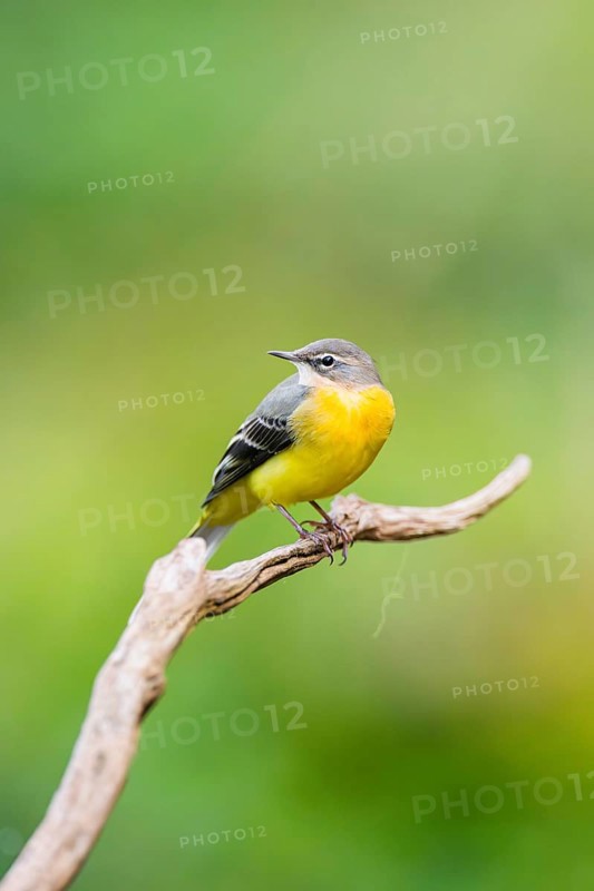 Grey Wagtail (Motacilla cinerea) sitting on a branch, wildlife, Germany