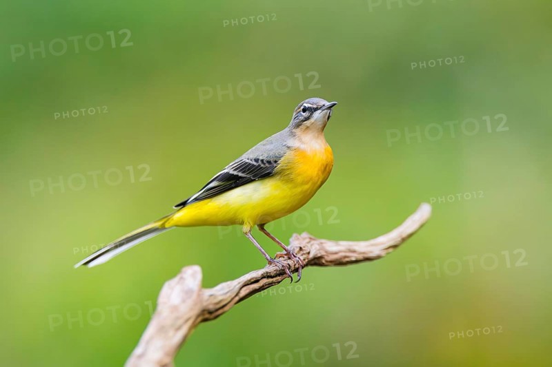 Grey Wagtail (Motacilla cinerea) sitting on a branch, wildlife, Germany