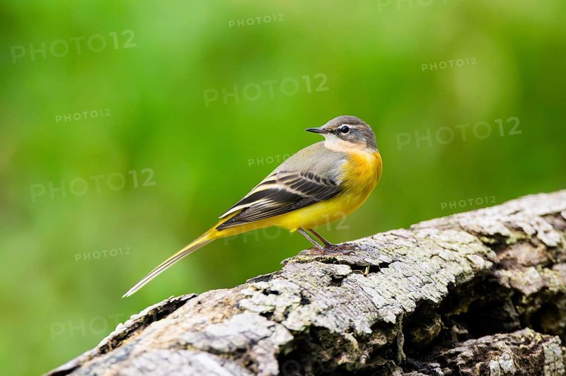 Grey Wagtail (Motacilla cinerea) sitting on an old wood, wildlife, Germany