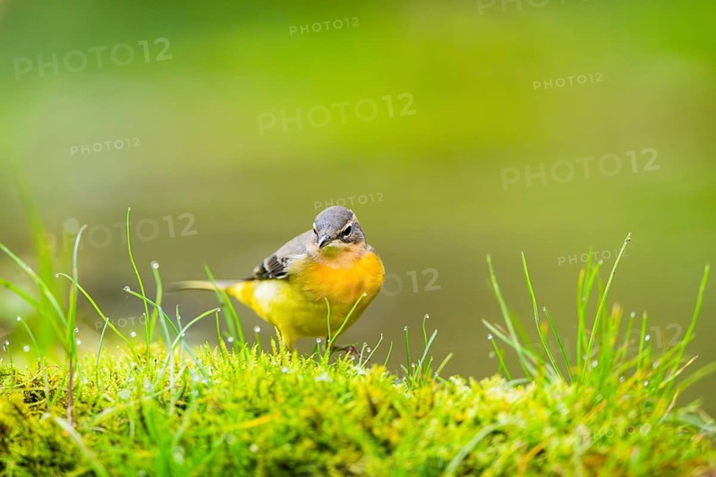 Grey Wagtail (Motacilla cinerea) hunting at a little lake in a swamp, wildlife, Germany