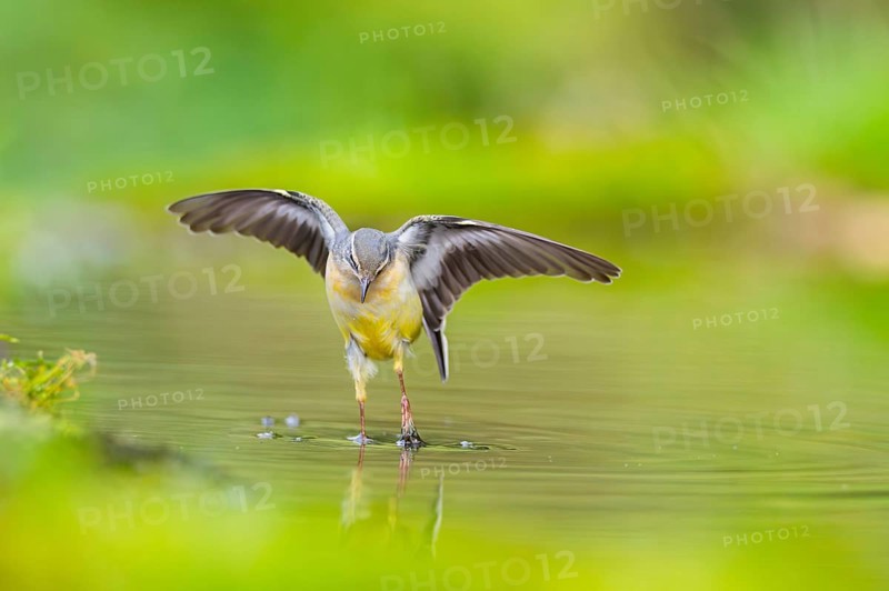 Grey Wagtail (Motacilla cinerea) jumping in the water of a little lake in a swamp, hunting, wildlife, Germany