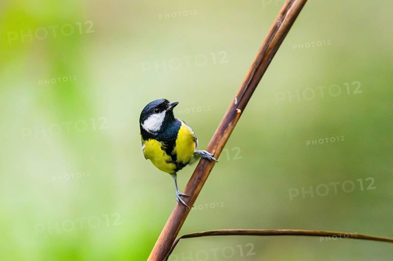 Great tit (Parus major) sitting on stem of a reed at a swamp, Bavaria, Germany