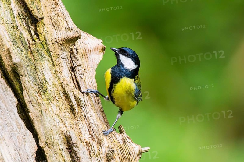 Great tit (Parus major) sitting on an old wrotten tree trunk at a swamp, Bavaria, Germany