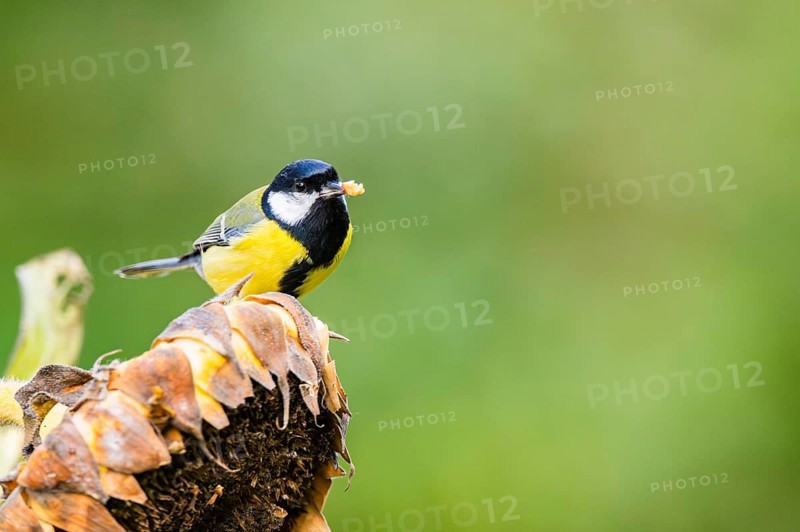 Great tit (Parus major) sitting on an old sunflower blossom with seeds inside, Bavaria, Germany