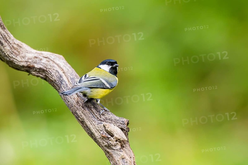 Great tit (Parus major) sitting on an old wood at a swamp, Bavaria, Germany