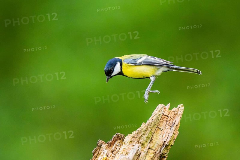 Great tit (Parus major) sitting on an old wrotten tree trunk at a swamp, Bavaria, Germany