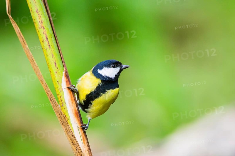 Great tit (Parus major) sitting on stem of a reed at a swamp, Bavaria, Germany