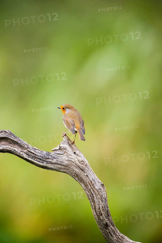 European robin (Erithacus rubecula) sitting on an old wooden branch, Bavaria, Germany