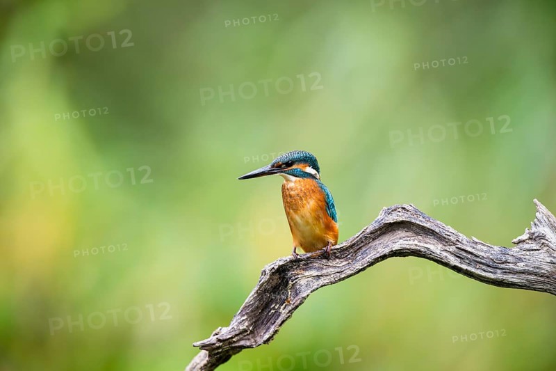 Common kingfisher (Alcedo atthis) sitting on an old wooden branch in late summer, wildife, Bavaria, Germany