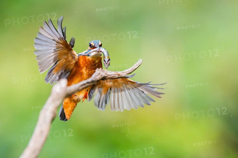 Common kingfisher (Alcedo atthis) landing on an old wooden branch with a fresh cought fish in his beak in late summer, wildife, Bavaria, Germany