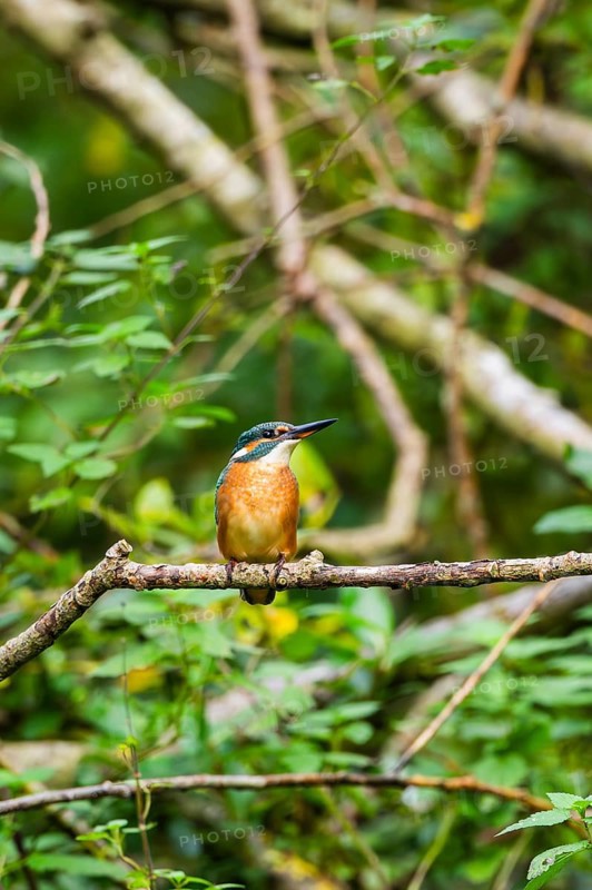 Common kingfisher (Alcedo atthis) sitting on an old wooden branch in late summer, wildife, Bavaria, Germany