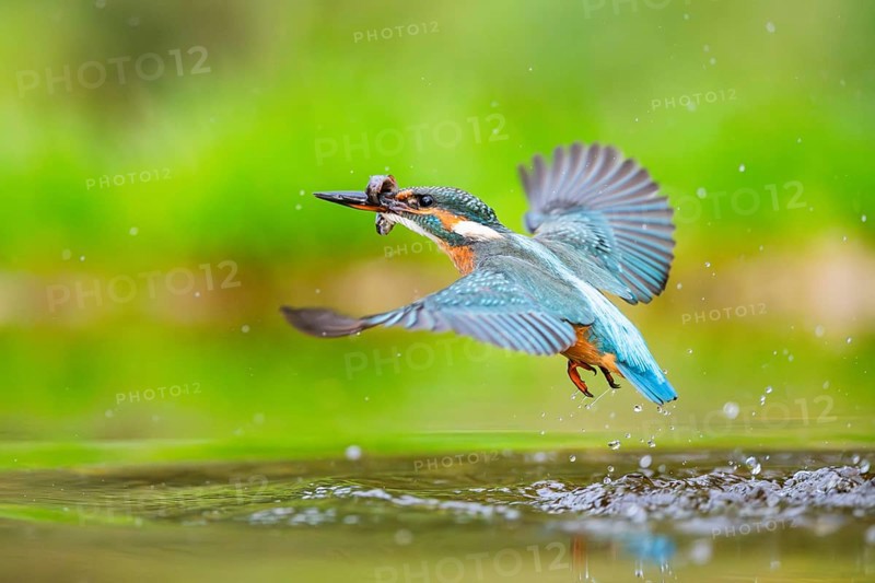 Common kingfisher (Alcedo atthis) flying out of the water with a fresh cought fish in his beak in late summer, wildife, Bavaria, Germany