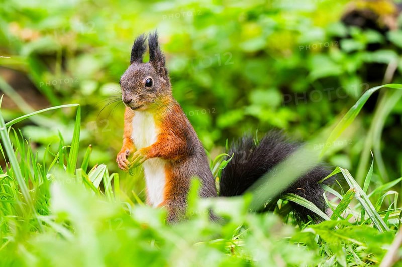 Red squirrel (Sciurus vulgaris) sitting in the grass, Bavaria, Gernany