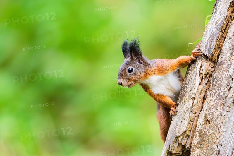 Red squirrel (Sciurus vulgaris) climbing up an old wrotten tree trunk in a forest, Bavaria, Gernany