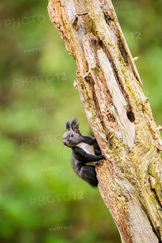 Red squirrel (Sciurus vulgaris) sitting on an old wrotten tree trunk in a forest, Bavaria, Gernany