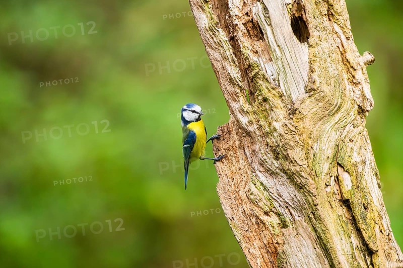 Eurasian blue tit (Cyanistes caeruleus) sitting on an old wrotten tree trunk at a swamp, Bavaria, Germany