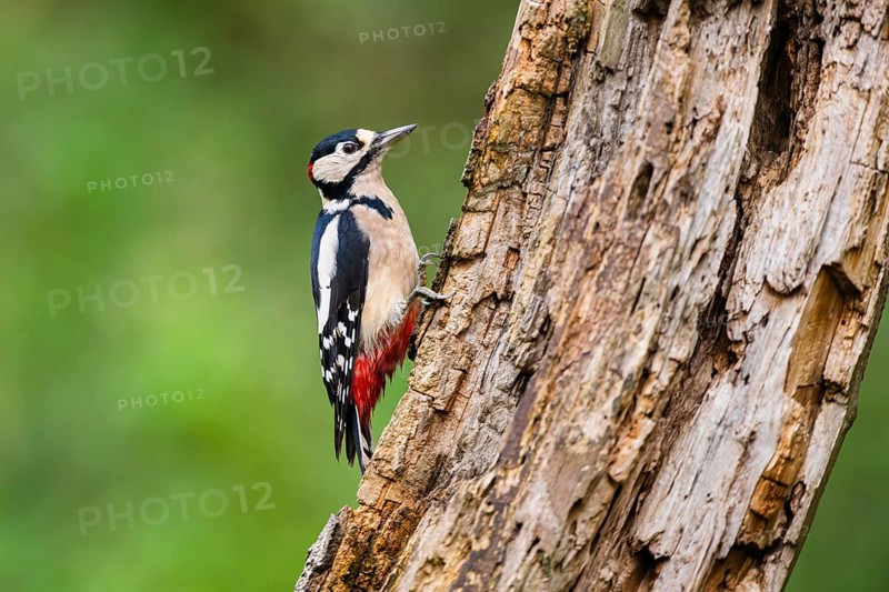 Great spotted woodpecker (Dendrocopos major) sitting on an old wrotten tree trunk in late summer, Bavaria, Germany