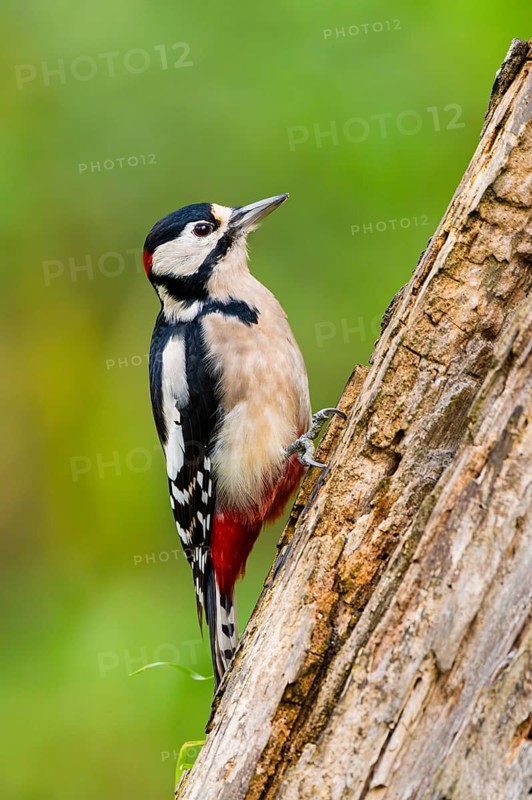 Great spotted woodpecker (Dendrocopos major) sitting on an old wrotten tree trunk in late summer, Bavaria, Germany