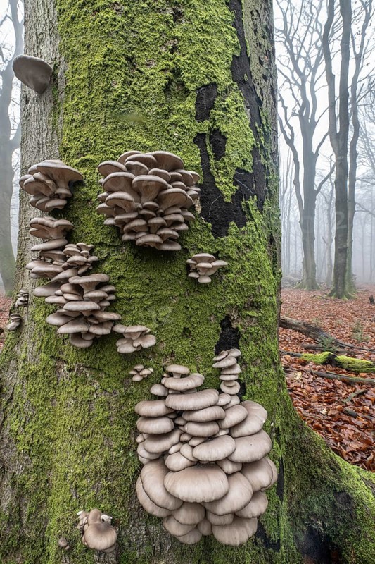 Branched oyster fungus (Pleurotus cornucopiae), on old copper beech (Fagus sylvatica), Emsland, Lower Saxony, Germany