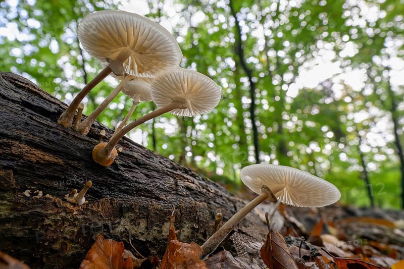 Mushrooms growing on a tree trunk in the forest, seen from below Beech slime fungus, ringed slime fungus (Oudemansiella mucida) on a beech branch (Fagus sylvatica), Huntepadd, Hohes Ufer, Dötlingen, Lower Saxony, Germany