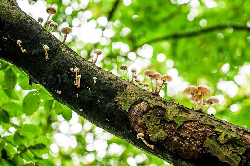 White mushrooms growing decoratively on a piece of tree bark, beech slime fungus, ringed slime fungus (Oudemansiella mucida) on a beech branch (Fagus sylvatica), Huntepadd, Hohes Ufer, Dötlingen, Lower Saxony, Germany