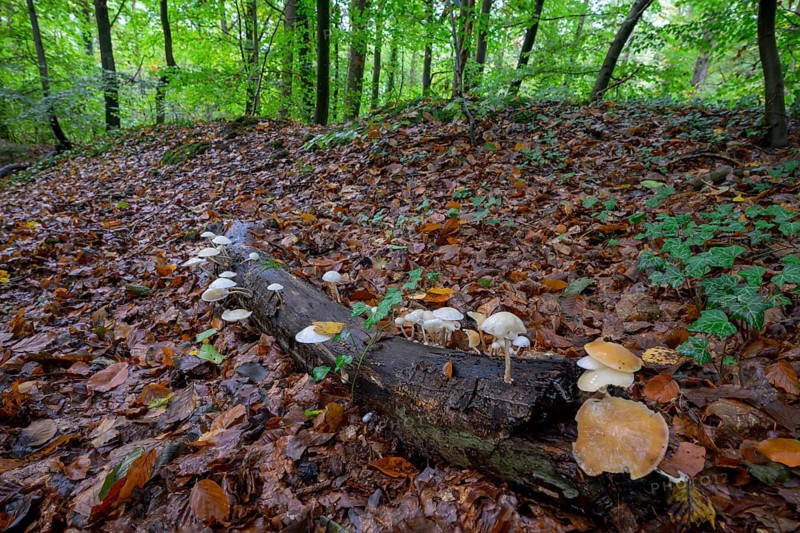 Forest scene with mushrooms on tree trunks and autumn foliage Beech slime mould, ringed slime mould (Oudemasiella mucida) on a beech branch (Fagus sylvatica), Huntepadd, Hohes Ufer, Dötlingen, Lower Saxony, Germany