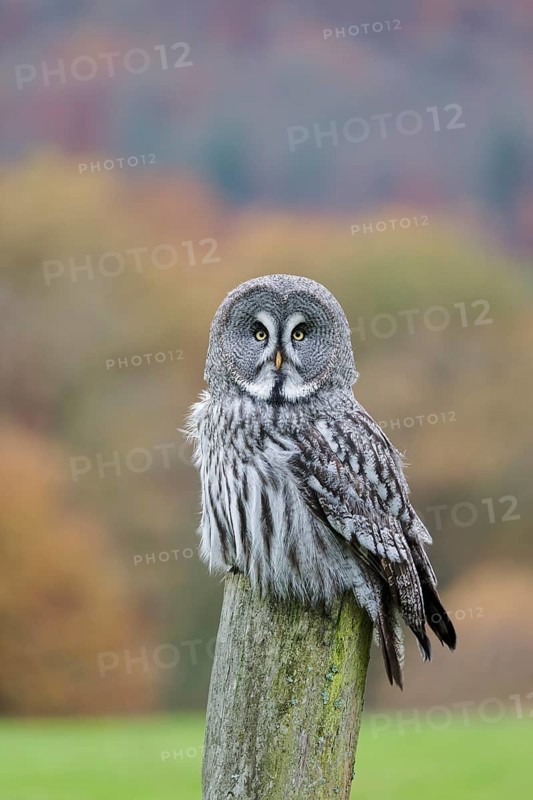 Bearded Owl, Strix nebulosa, Great Grey Owl, Captive, Lower Saxony, Germany