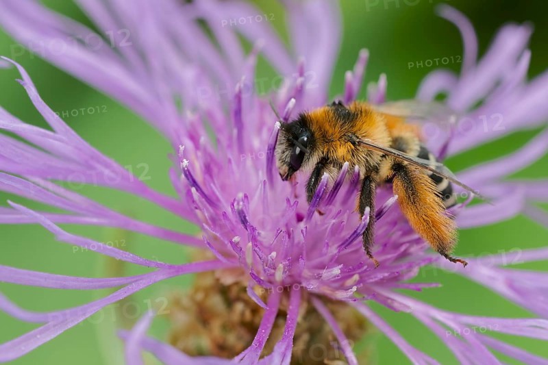 Brown-rumped trouser bee (Dasypoda hirtipes) on knapweed flower, Lower Saxony, Germany