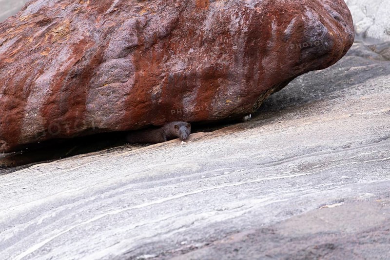 The American Mink (Mustela vison) is a graceful predator that lives by the sea in Norway near Bodø in Nordland. It skilfully searches for food among the rocks of the Vestfjord