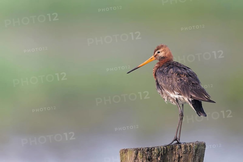Black-tailed godwit, Limosa limosa, Lower Saxony, Germany