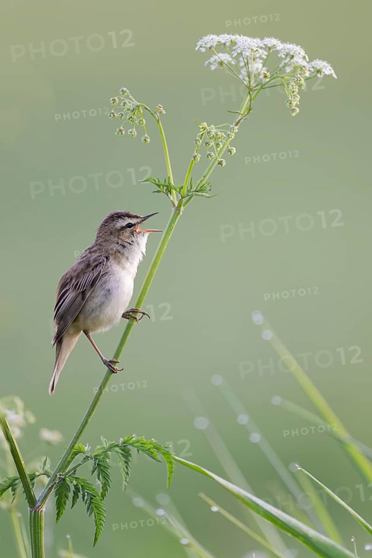 Reed Warbler, Acrocephalus schoenobaenus, Sedge Warbler, Lower Saxony, Germany