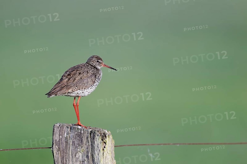 Redshank (Tringa totanus) sitting on a pole, Lower Saxony, Germany
